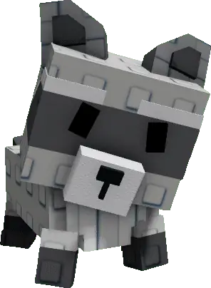 Raccoon